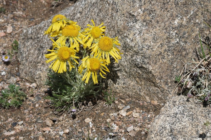 Graylocks Four-Nerve Daisy photo 4