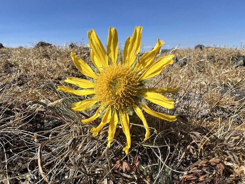 Graylocks Four-Nerve Daisy photo 5