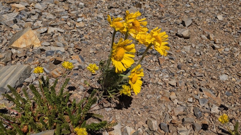 Graylocks Four-Nerve Daisy photo 8