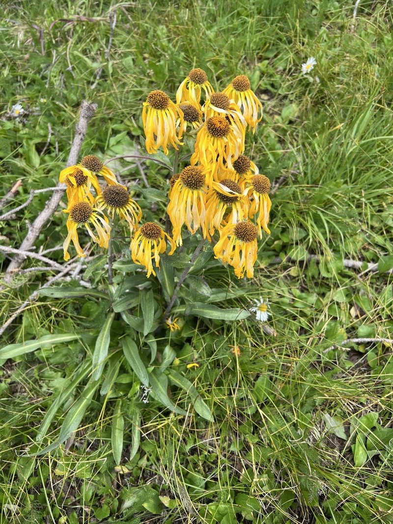 Owl's-Claws photo 3