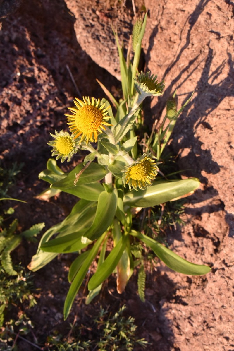 Owl's-Claws photo 4