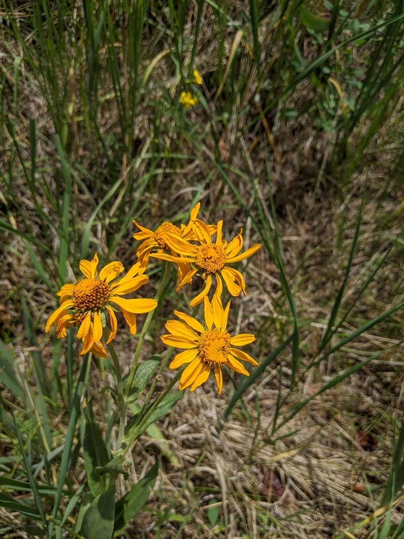 Owl's-Claws photo 5