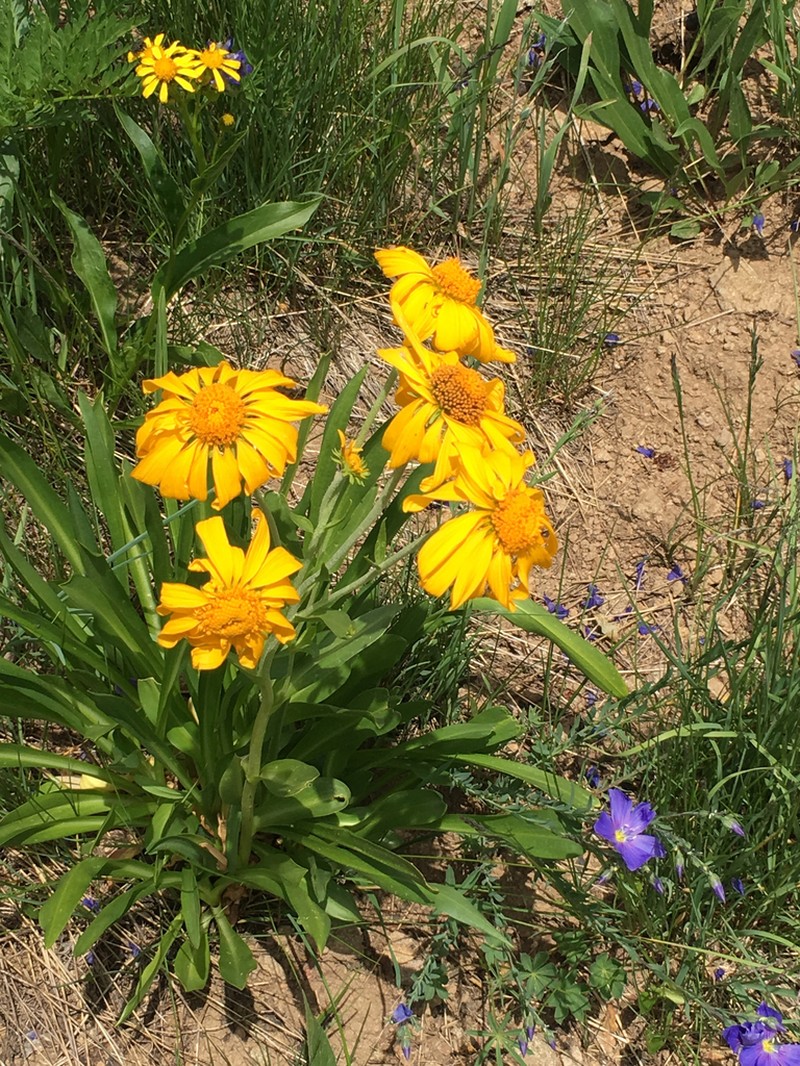 Owl's-Claws photo 6