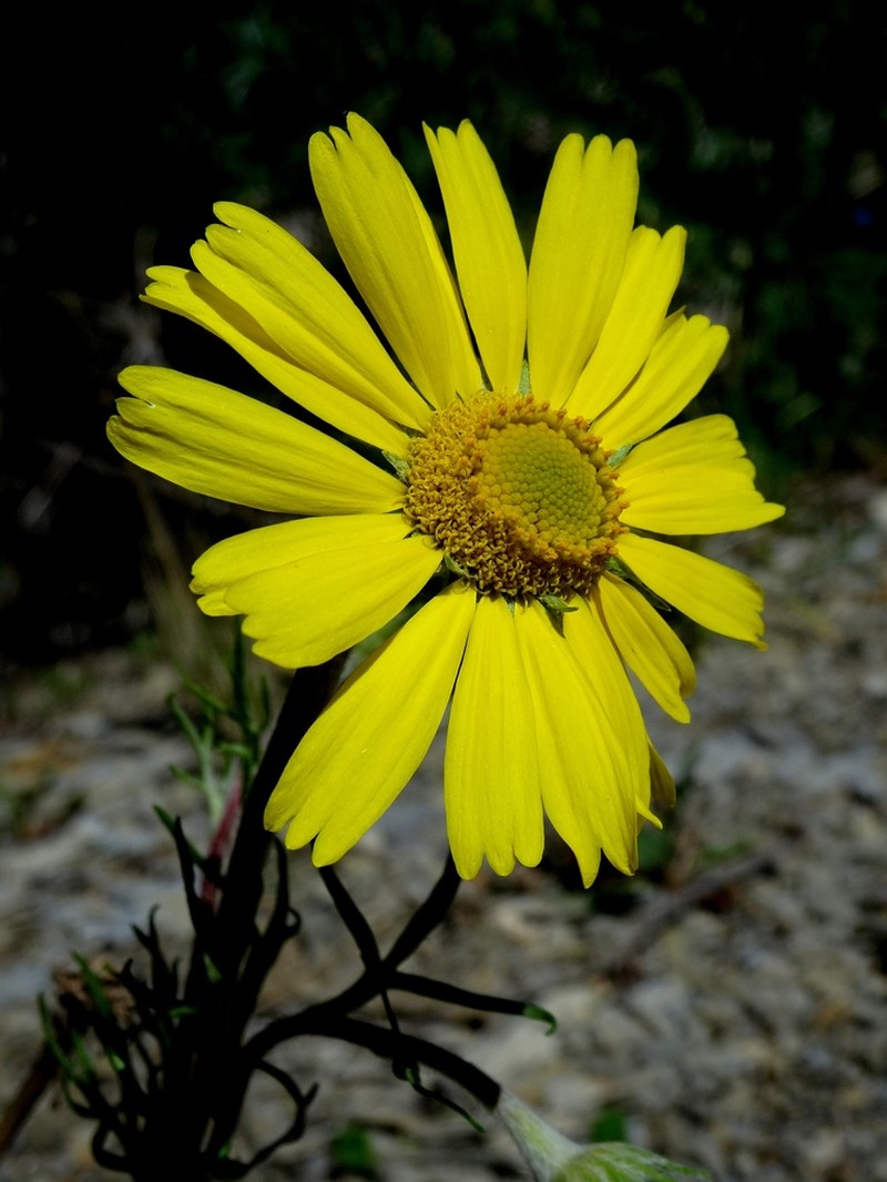 Hymenoxys insignis