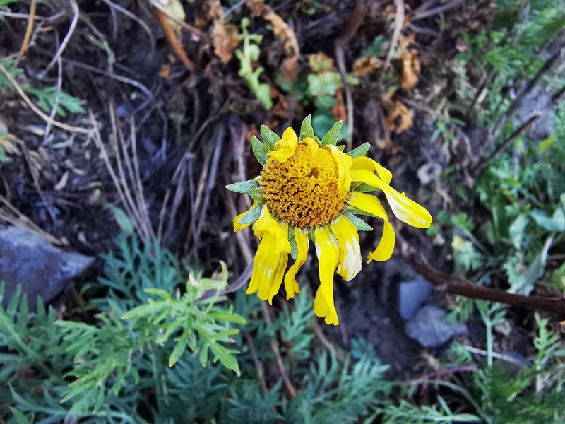 Hymenoxys insignis photo 2