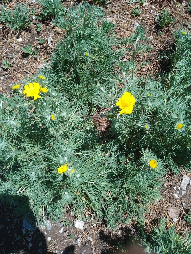 Hymenoxys insignis photo 3