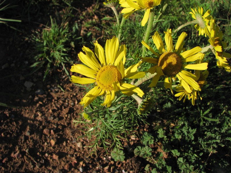 Hymenoxys insignis photo 4