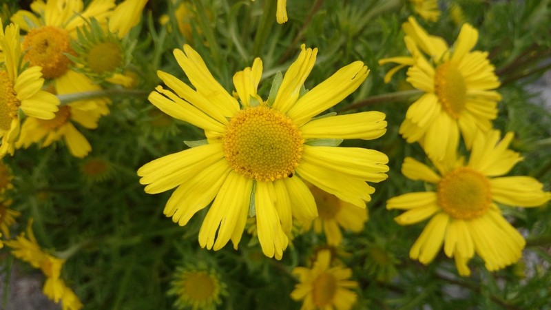 Hymenoxys insignis photo 5