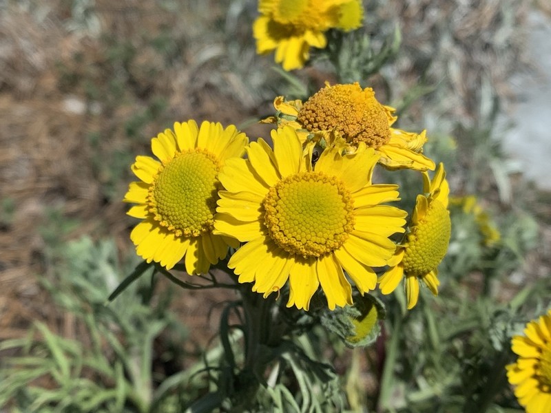 Hymenoxys insignis photo 6