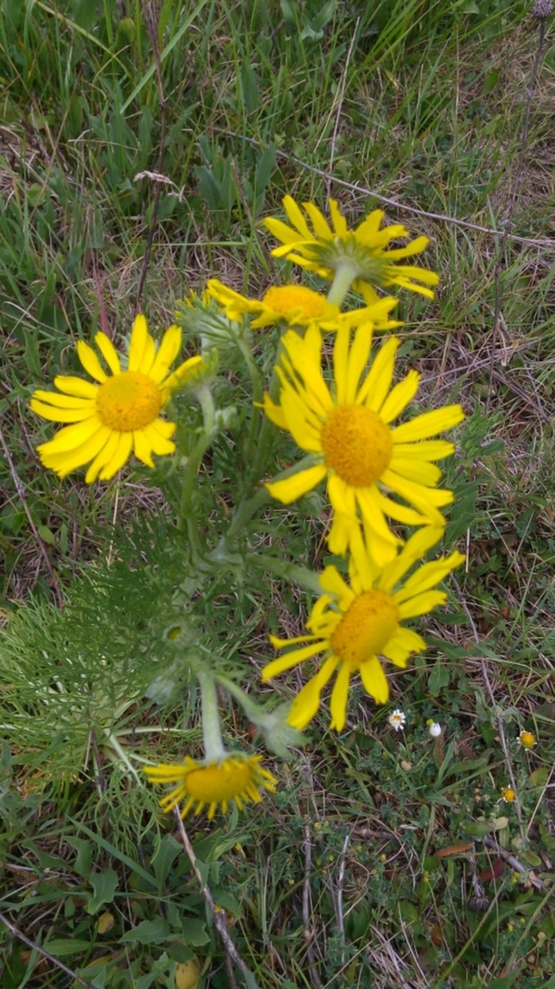 Hymenoxys insignis photo 7