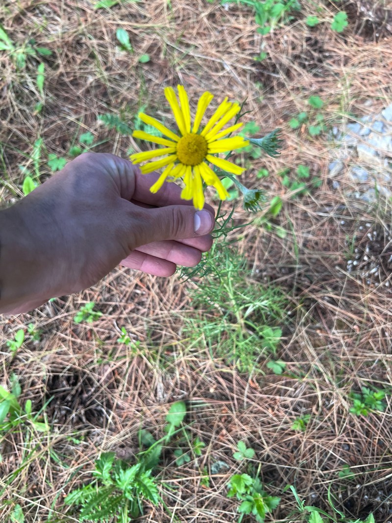 Hymenoxys insignis photo 8