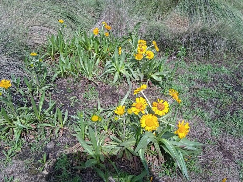 Hymenoxys integrifolia