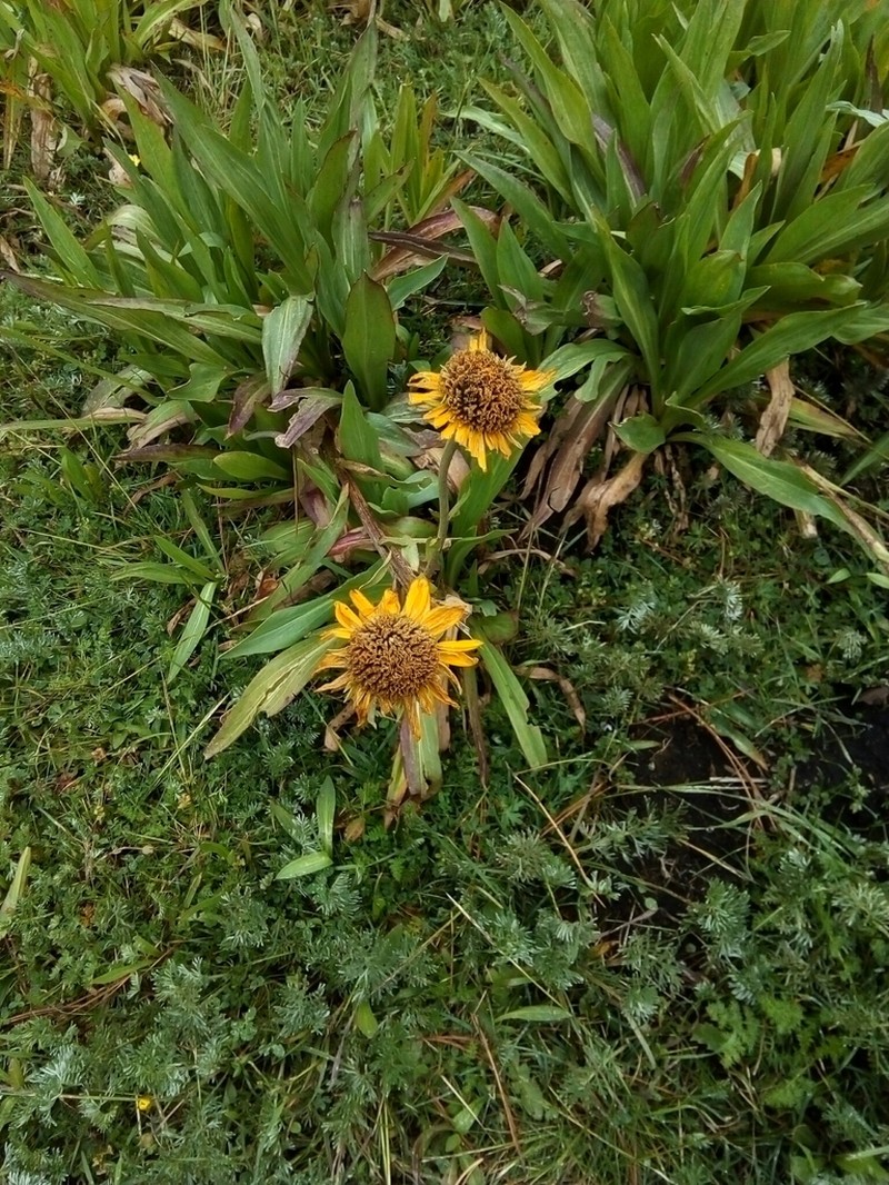Hymenoxys integrifolia photo 2