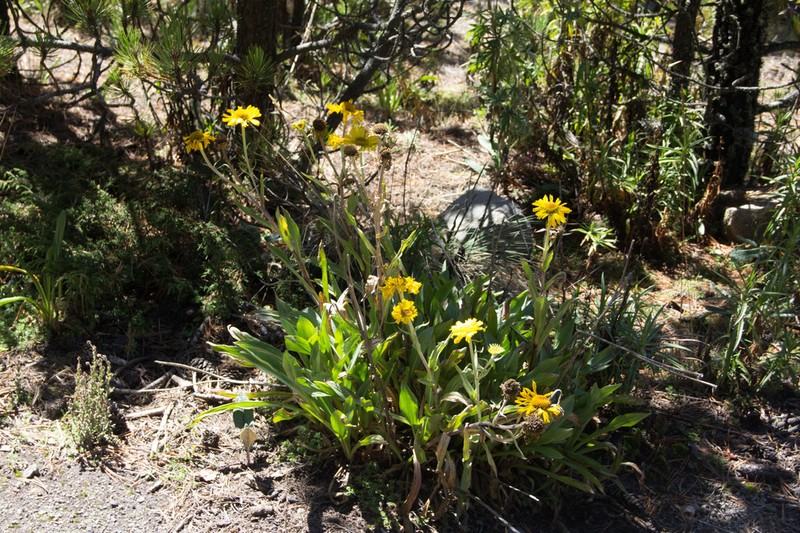 Hymenoxys integrifolia photo 3