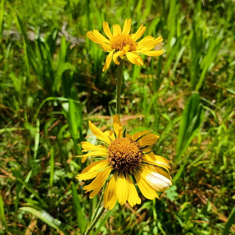 Hymenoxys integrifolia photo 4
