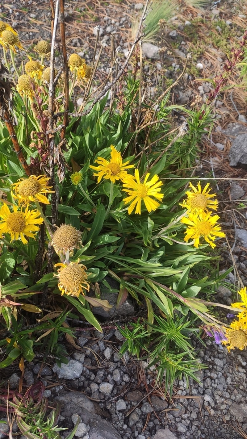 Hymenoxys integrifolia photo 5