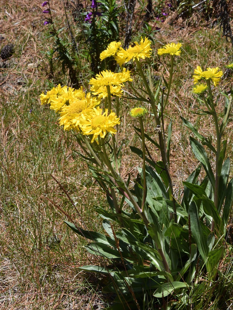 Hymenoxys integrifolia photo 6