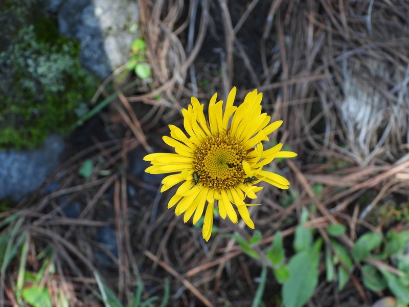 Hymenoxys integrifolia photo 7