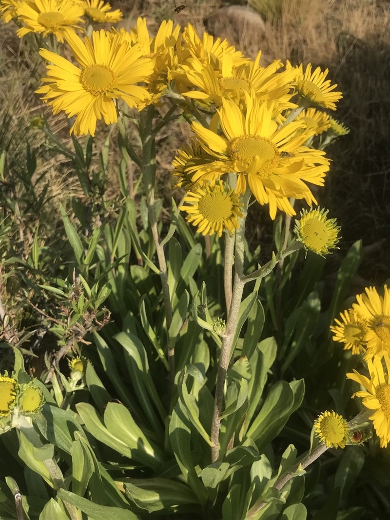 Hymenoxys integrifolia photo 8