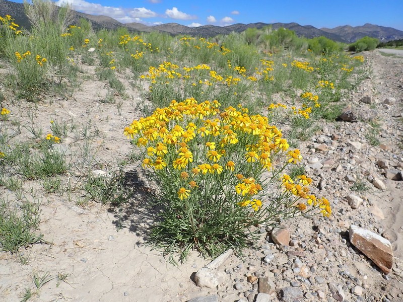Lemmon's Rubberweed
