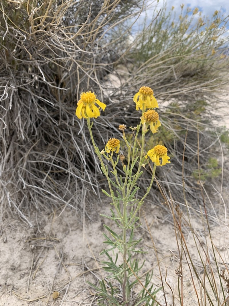 Lemmon's Rubberweed photo 2
