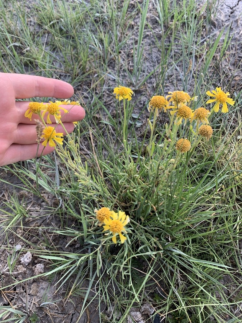 Lemmon's Rubberweed photo 3