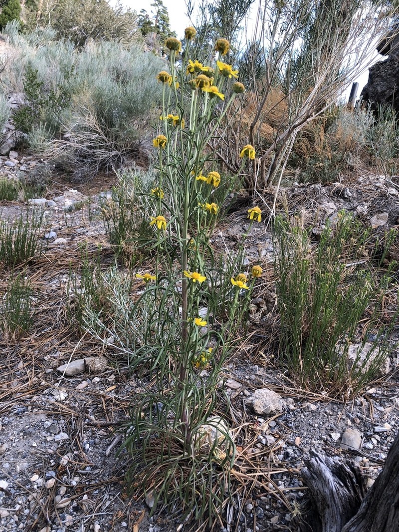 Lemmon's Rubberweed photo 4