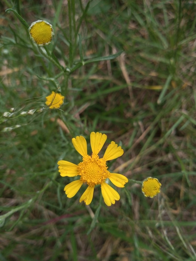 Hymenoxys megapotamica