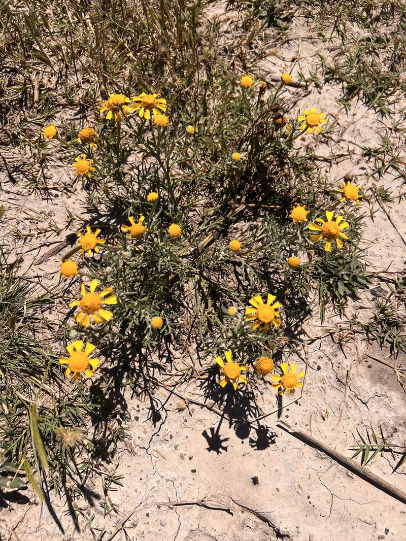 Hymenoxys megapotamica photo 2