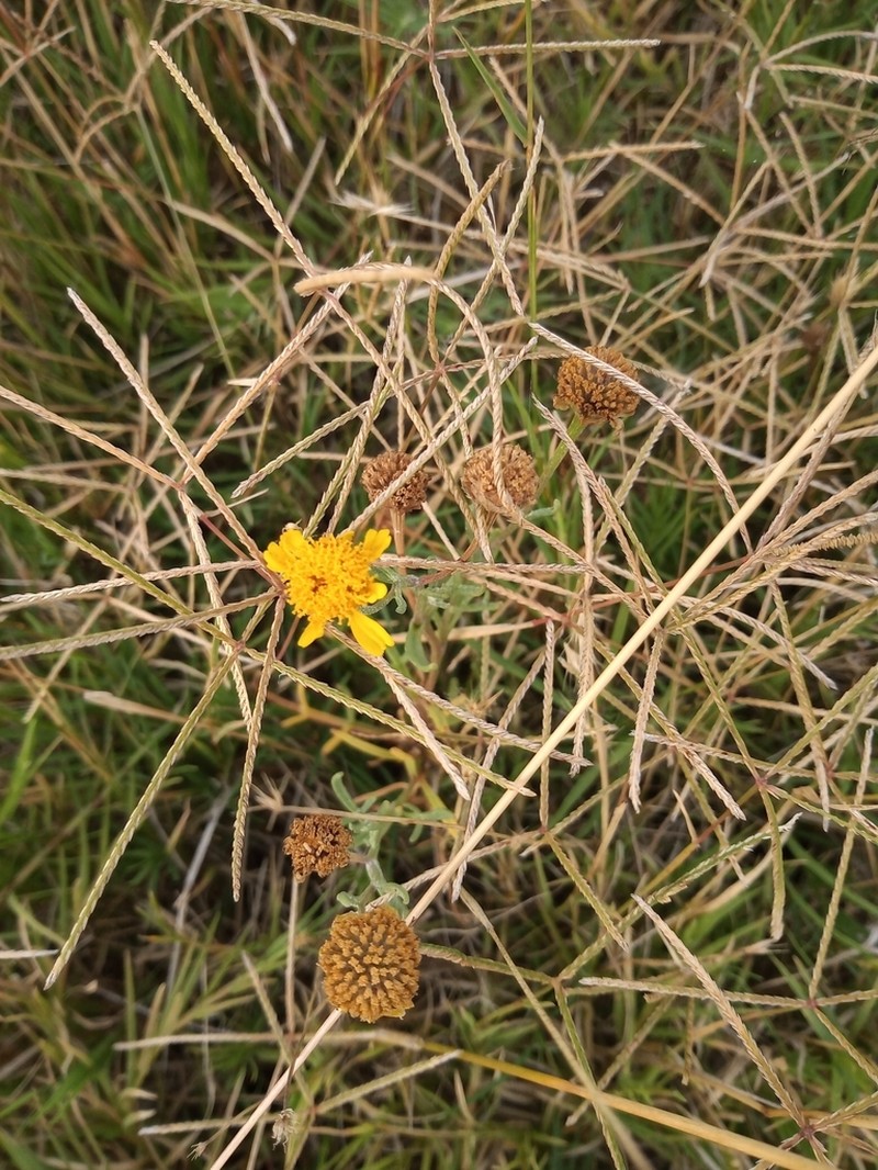 Hymenoxys megapotamica photo 3