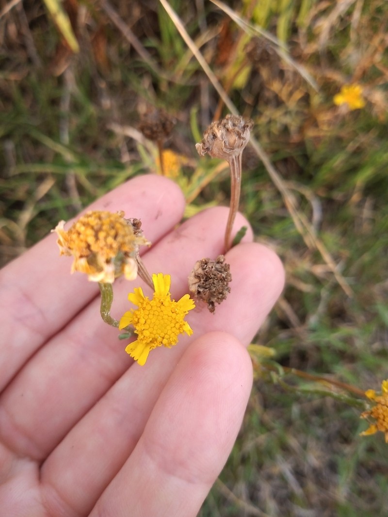 Hymenoxys megapotamica photo 4
