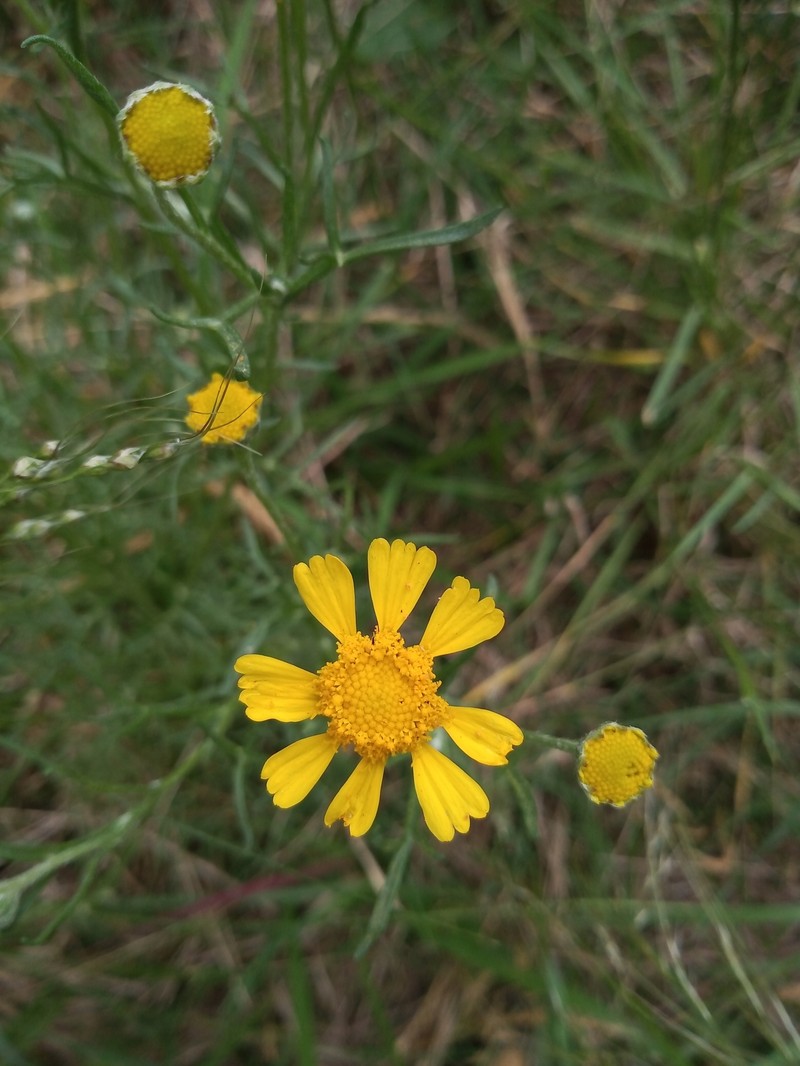 Hymenoxys megapotamica photo 7