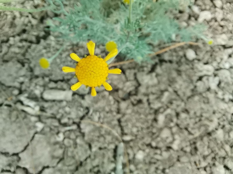 Bitter Rubberweed