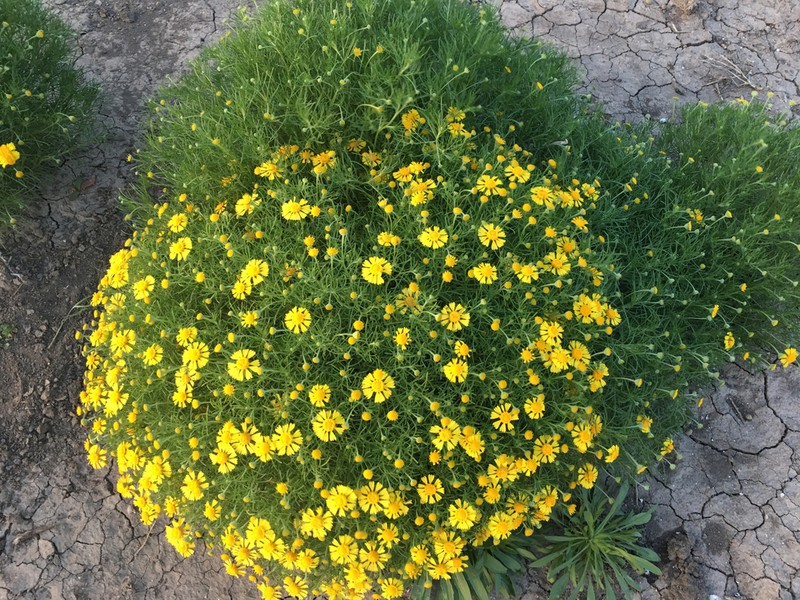 Bitter Rubberweed photo 2