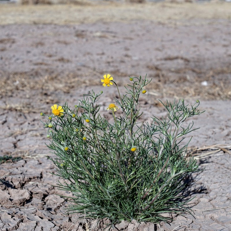 Bitter Rubberweed photo 4