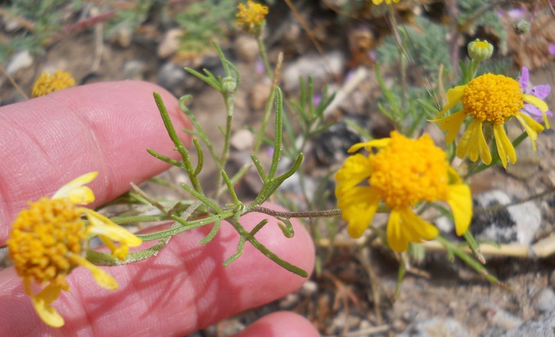 Bitter Rubberweed photo 6