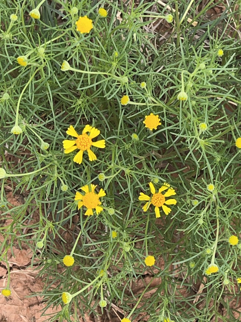 Bitter Rubberweed photo 7