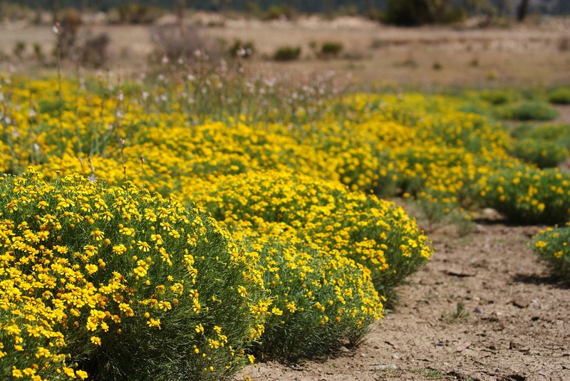 Bitter Rubberweed photo 8