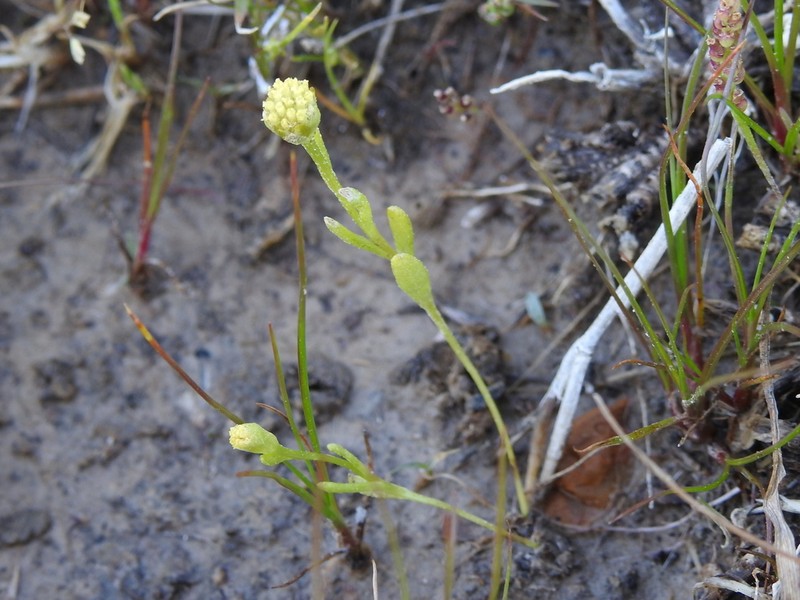 Pygmy Prairiedawn