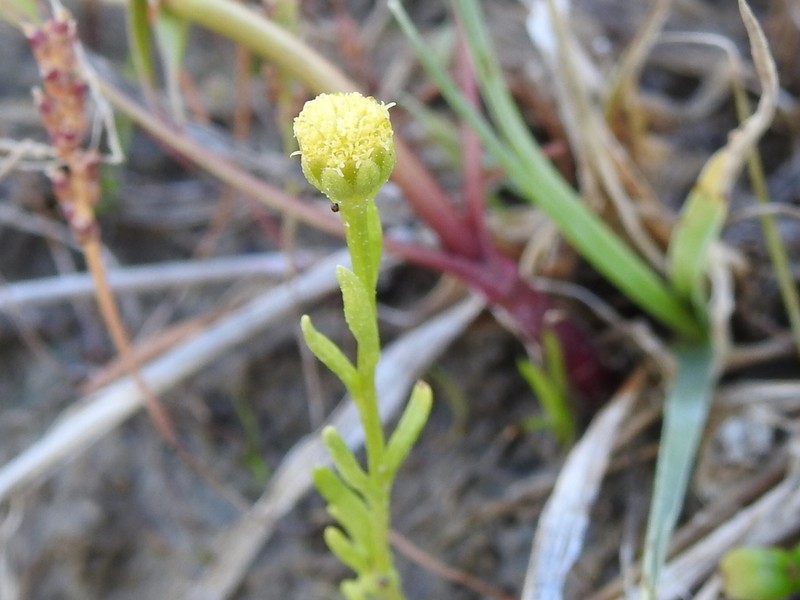 Pygmy Prairiedawn photo 2