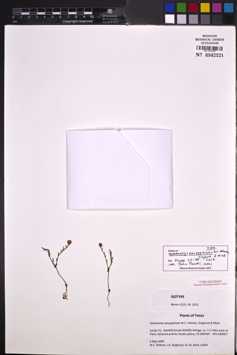Pygmy Prairiedawn photo 5