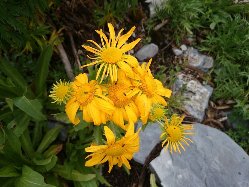 Hymenoxys pinetorum