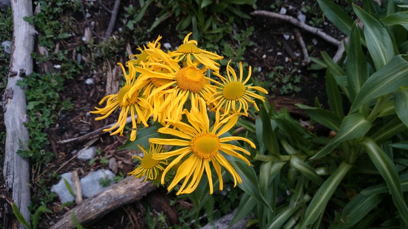 Hymenoxys pinetorum photo 4