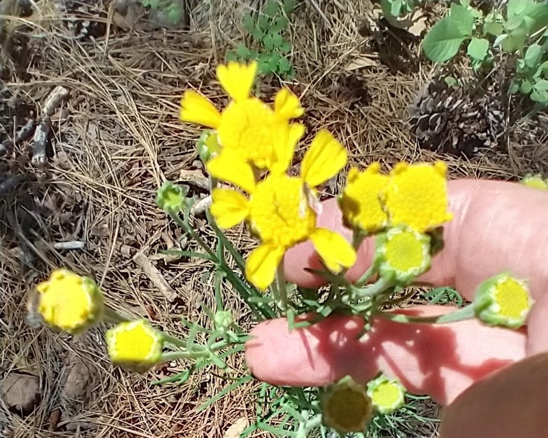 Rincon Rubberweed photo 3