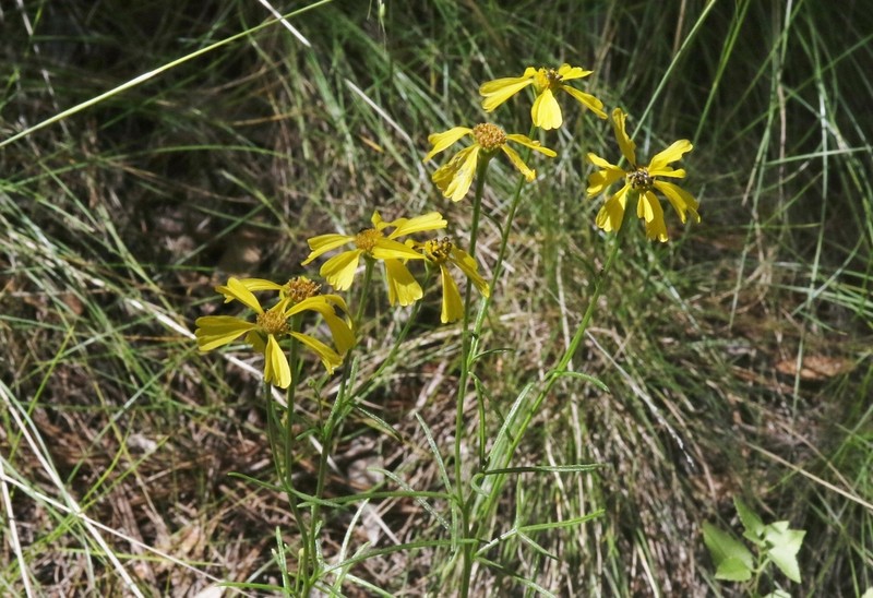 Rincon Rubberweed photo 4