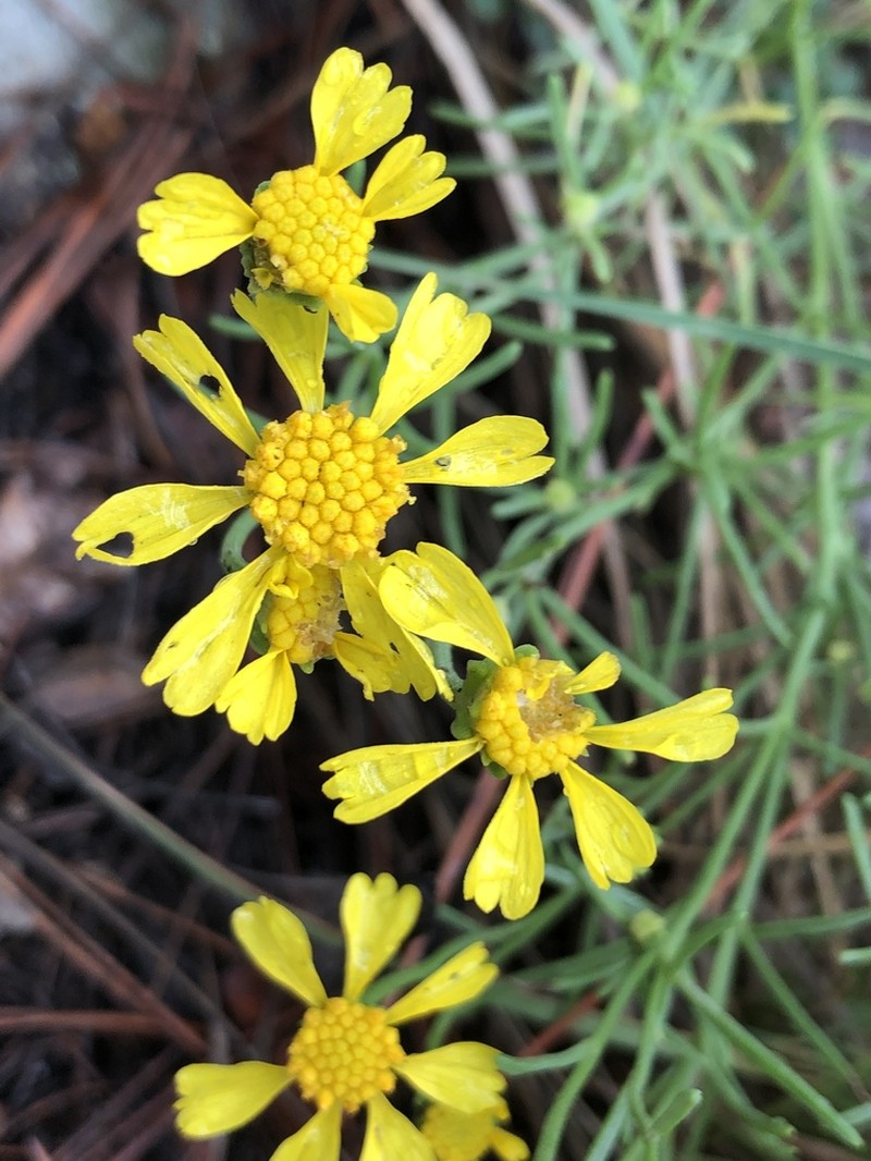 Rincon Rubberweed photo 5