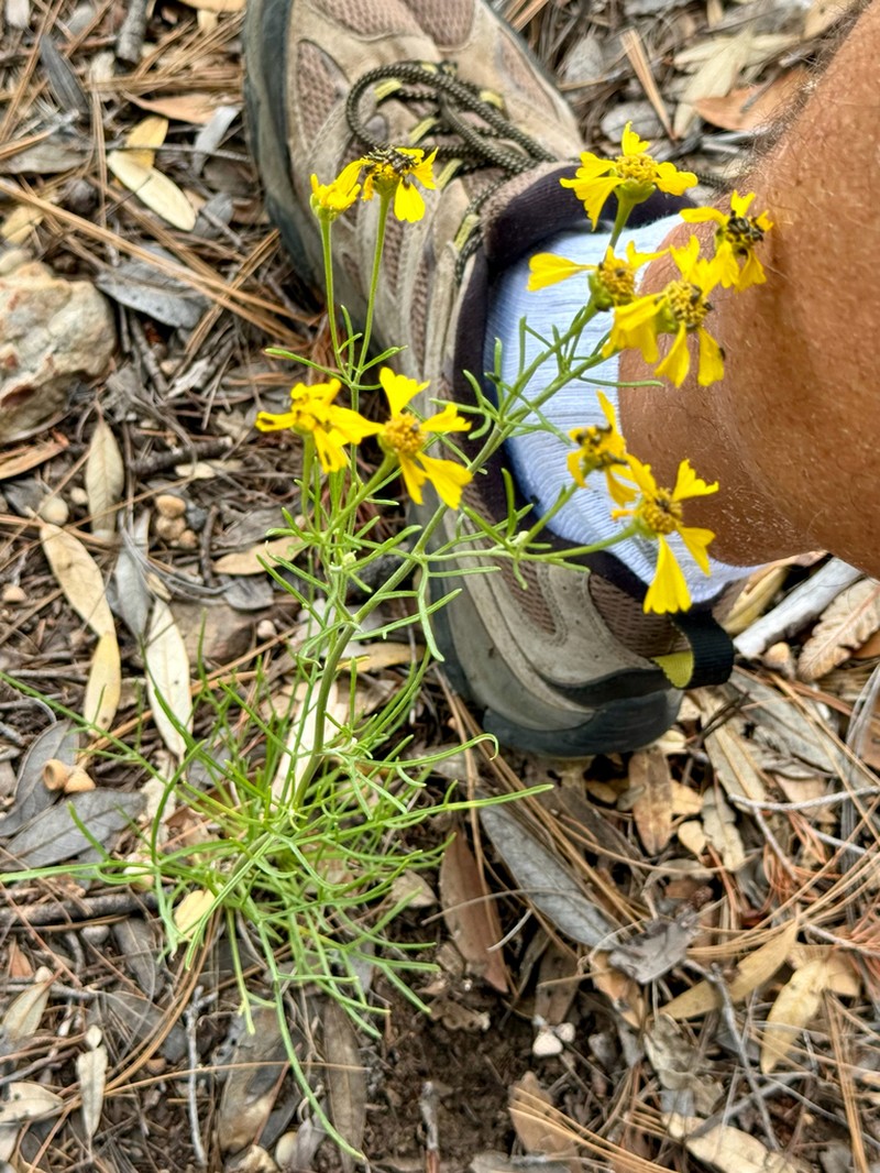 Rincon Rubberweed photo 6