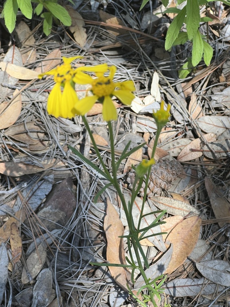Rincon Rubberweed photo 7