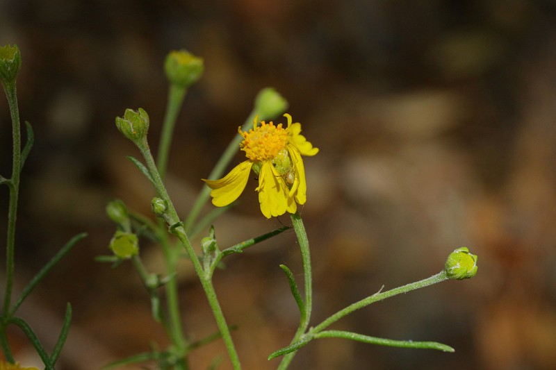 Rincon Rubberweed photo 8