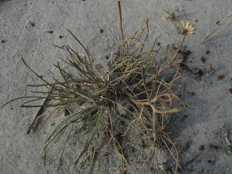 pingue rubberweed photo 5